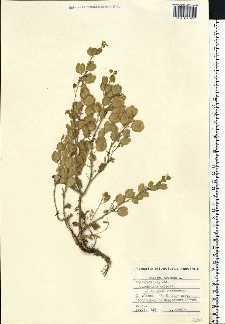 Thlaspi arvense L., Eastern Europe, Northern region (E1) (Russia)