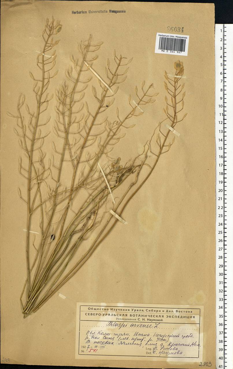 Thlaspi arvense L., Eastern Europe, Northern region (E1) (Russia)