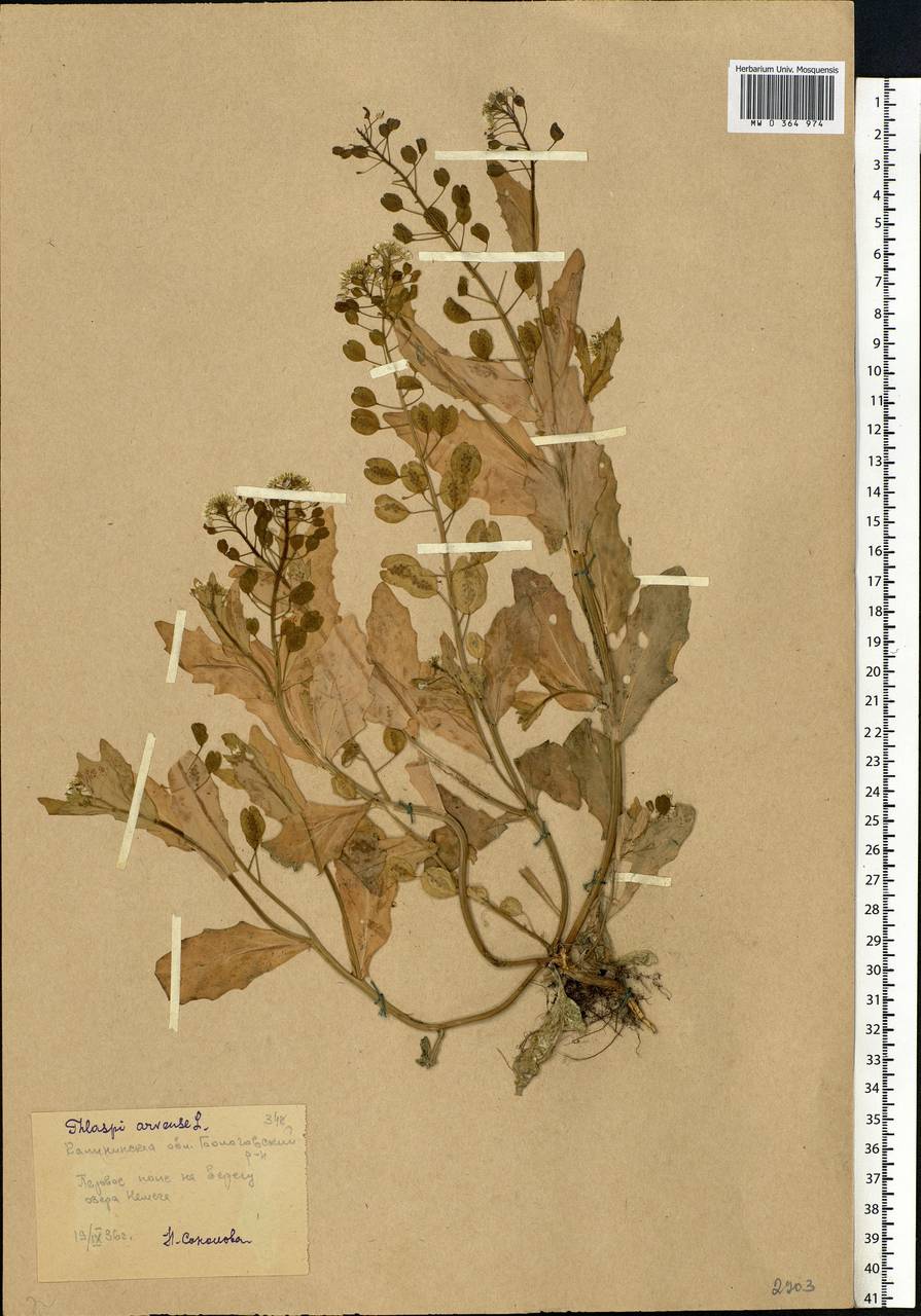 Thlaspi arvense L., Eastern Europe, North-Western region (E2) (Russia)