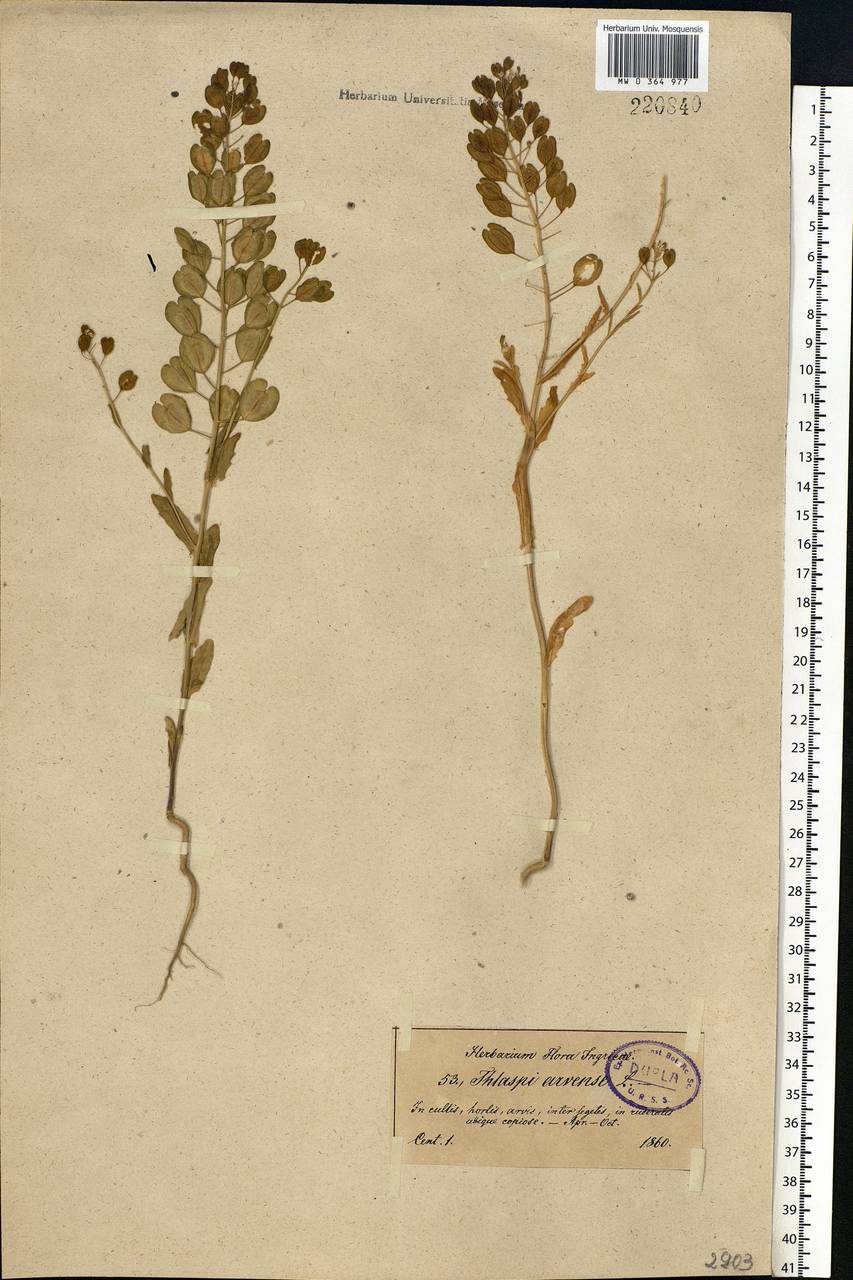 Thlaspi arvense L., Eastern Europe, North-Western region (E2) (Russia)