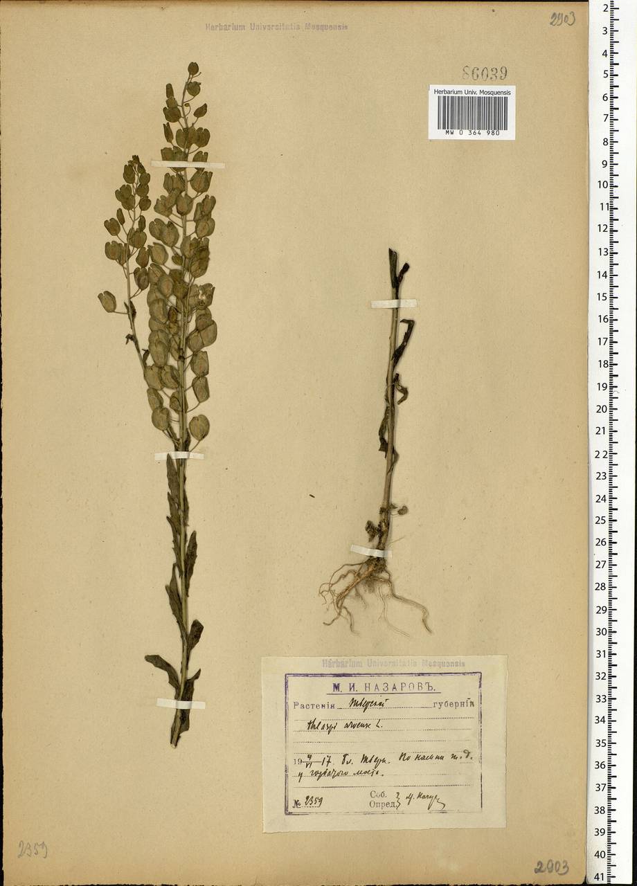 Thlaspi arvense L., Eastern Europe, North-Western region (E2) (Russia)