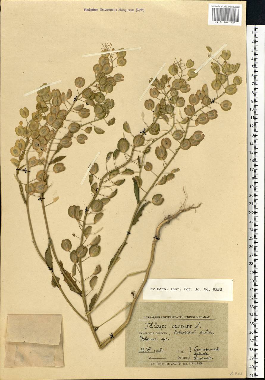 Thlaspi arvense L., Eastern Europe, North-Western region (E2) (Russia)