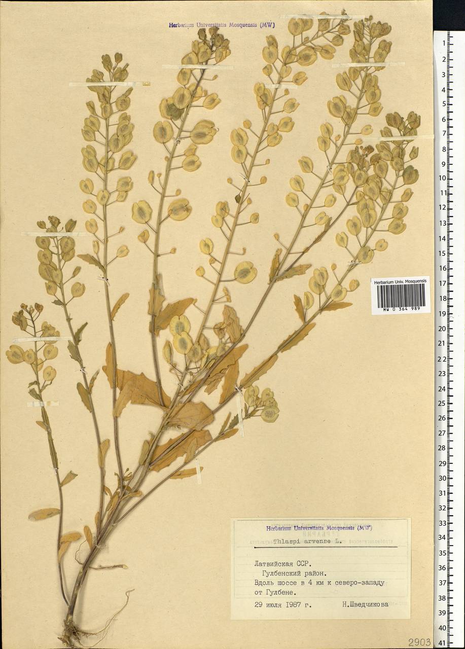 Thlaspi arvense L., Eastern Europe, Latvia (E2b) (Latvia)