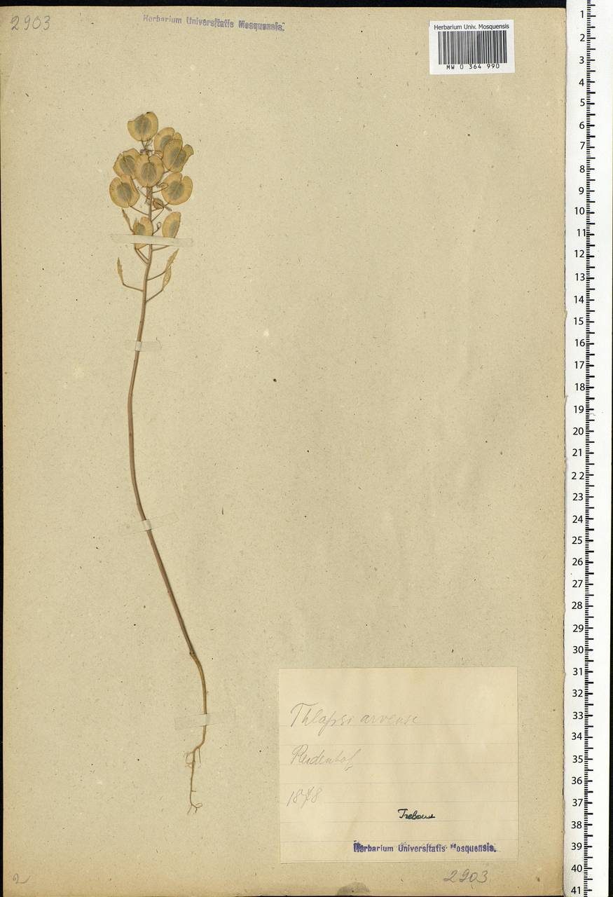 Thlaspi arvense L., Eastern Europe, Estonia (E2c) (Estonia)