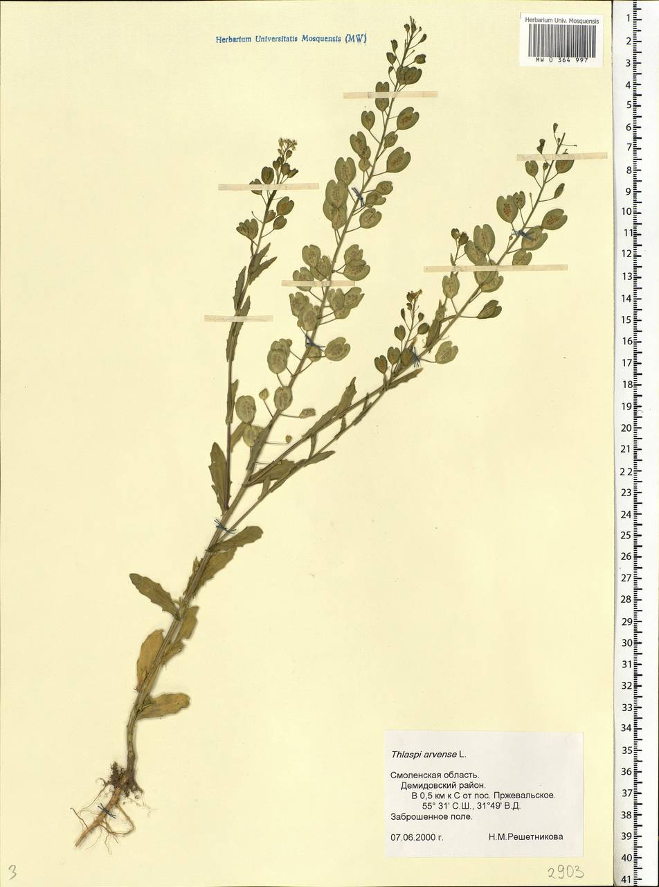 Thlaspi arvense L., Eastern Europe, Western region (E3) (Russia)