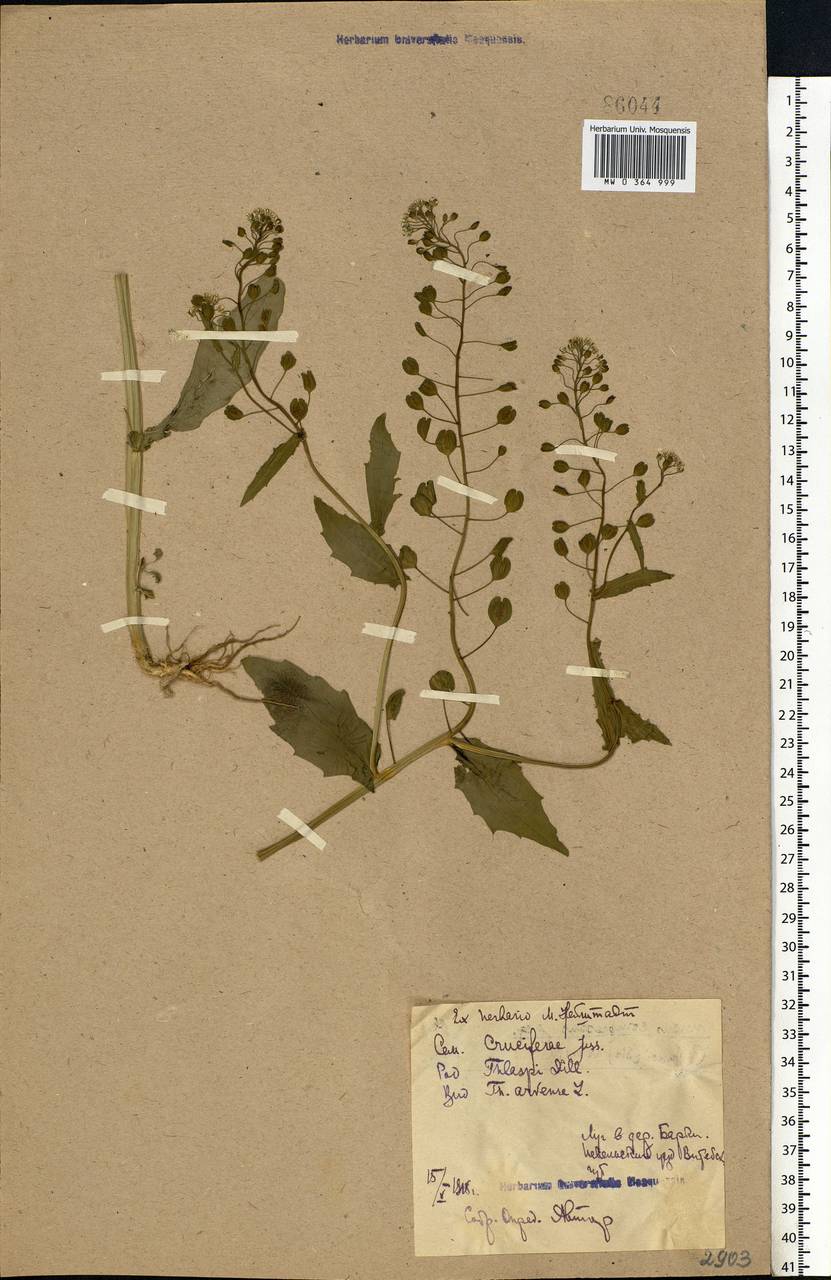 Thlaspi arvense L., Eastern Europe, North-Western region (E2) (Russia)