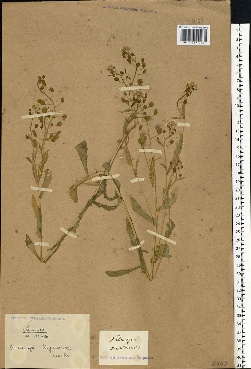 Thlaspi arvense L., Eastern Europe, Belarus (E3a) (Belarus)