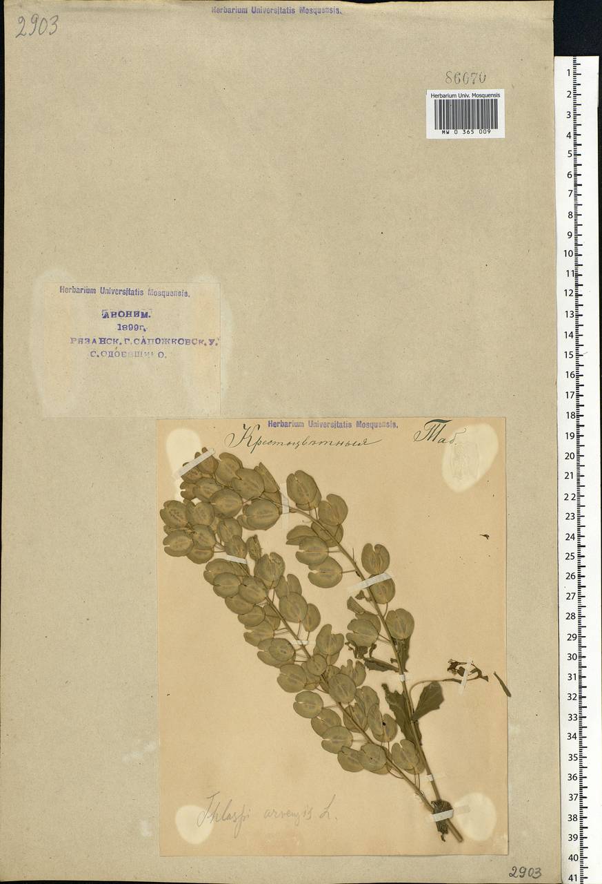 Thlaspi arvense L., Eastern Europe, Central region (E4) (Russia)