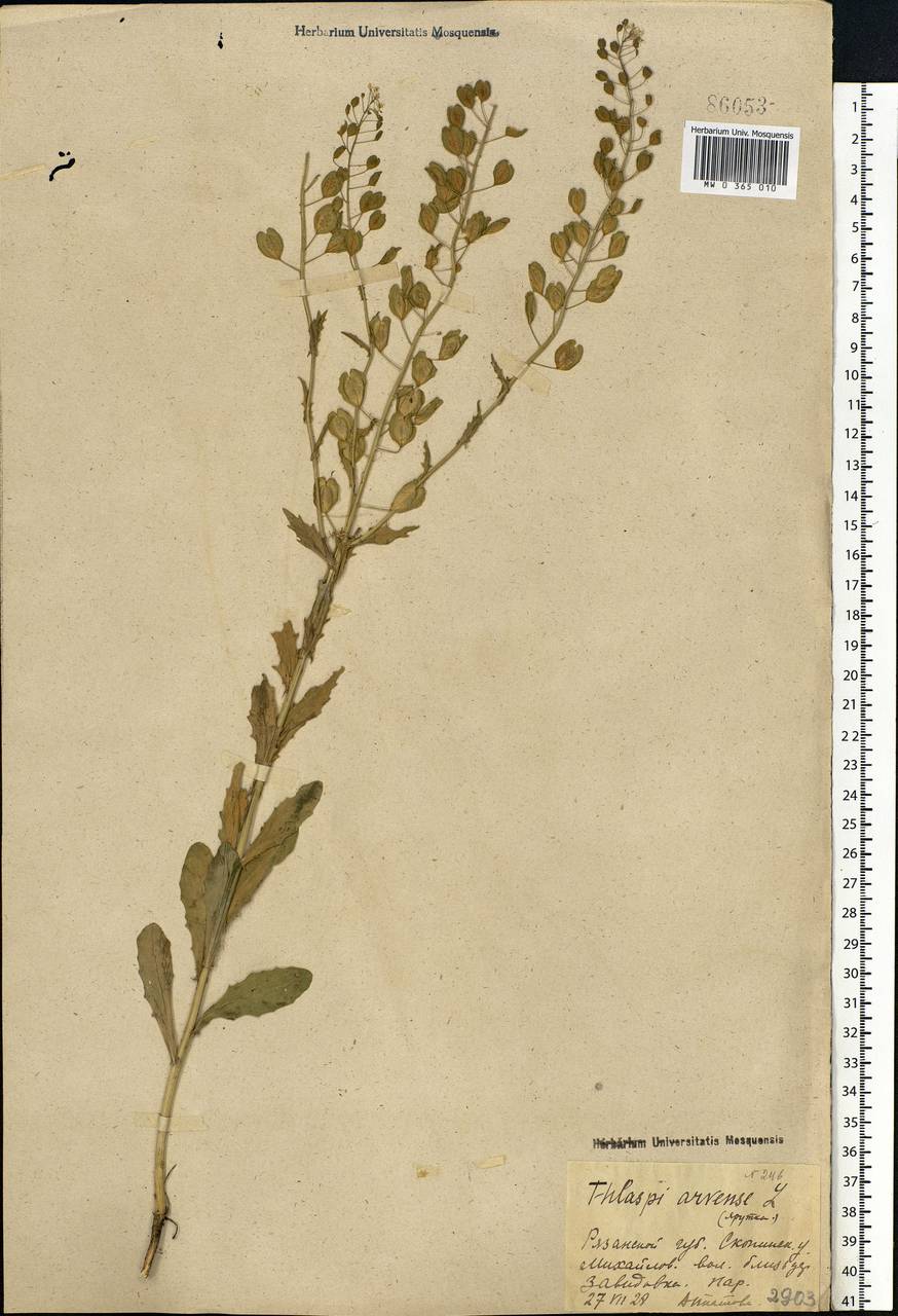 Thlaspi arvense L., Eastern Europe, Central region (E4) (Russia)