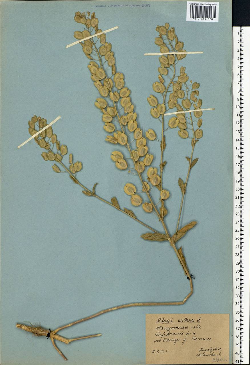 Thlaspi arvense L., Eastern Europe, Central region (E4) (Russia)