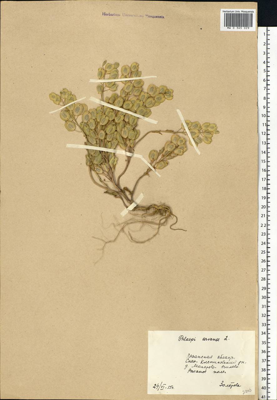 Thlaspi arvense L., Eastern Europe, Central region (E4) (Russia)