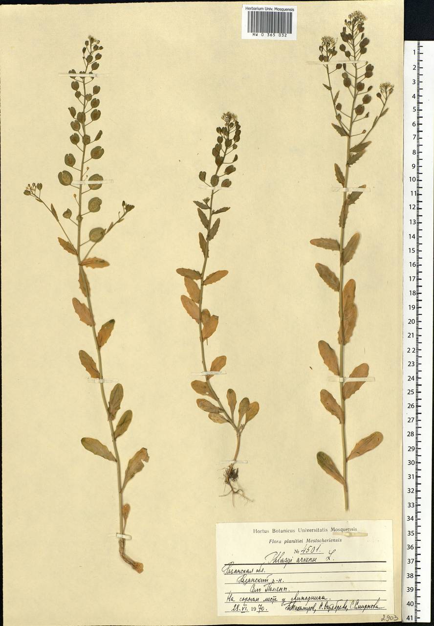Thlaspi arvense L., Eastern Europe, Central region (E4) (Russia)