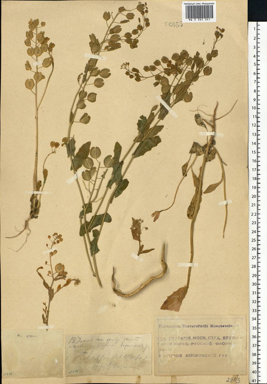 Thlaspi arvense L., Eastern Europe, Moscow region (E4a) (Russia)