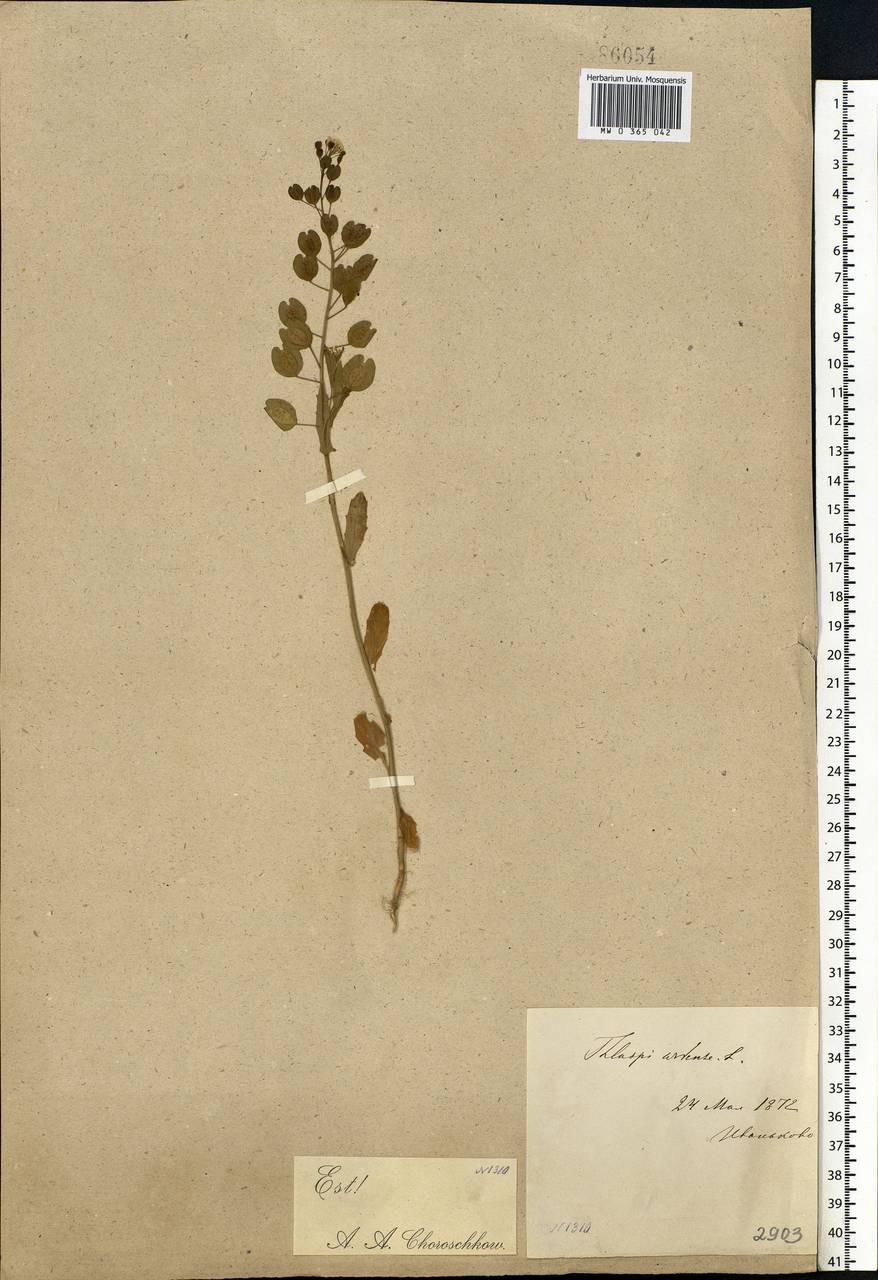 Thlaspi arvense L., Eastern Europe, Moscow region (E4a) (Russia)