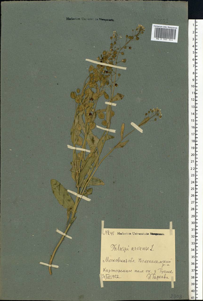 Thlaspi arvense L., Eastern Europe, Moscow region (E4a) (Russia)
