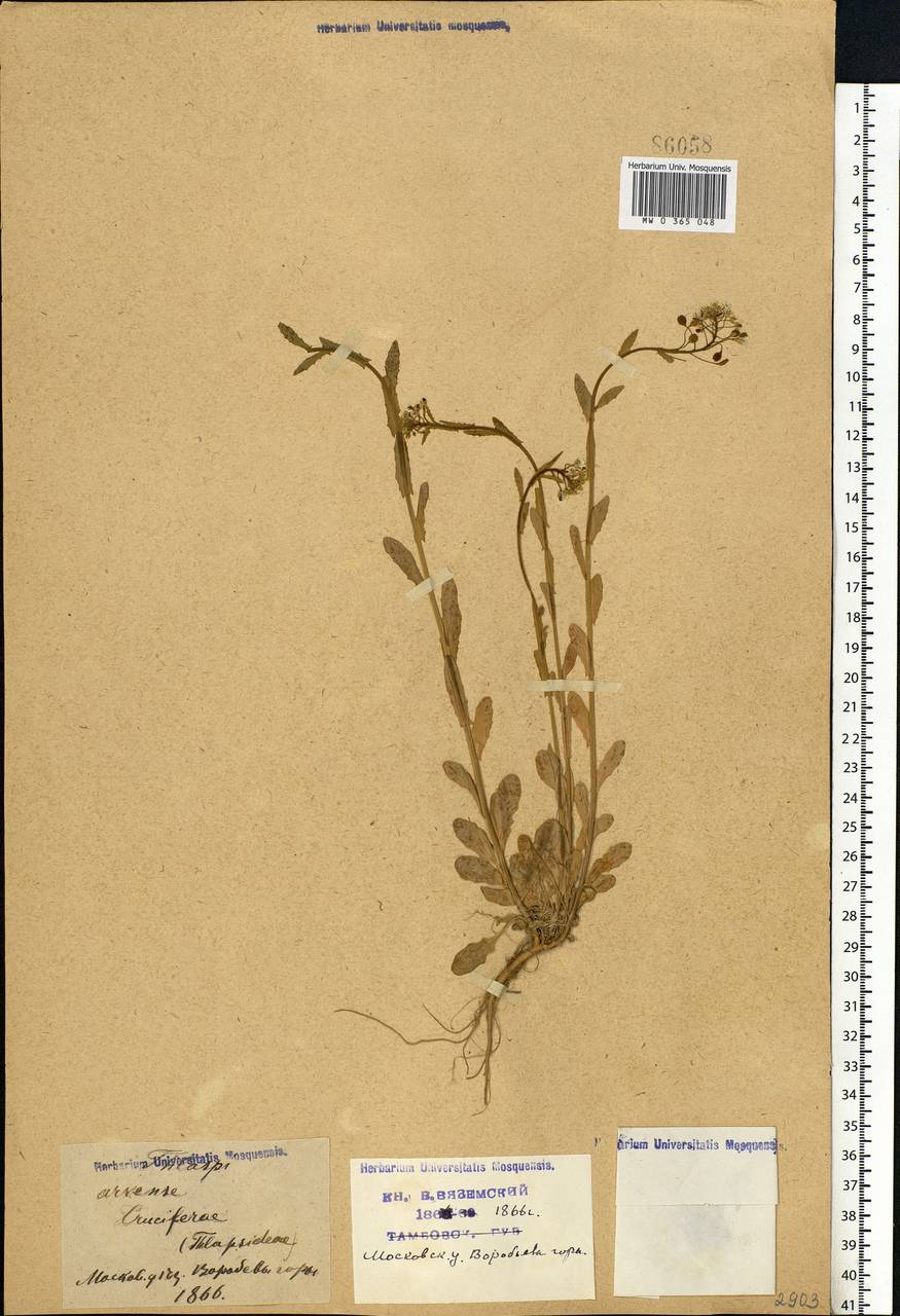 Thlaspi arvense L., Eastern Europe, Moscow region (E4a) (Russia)