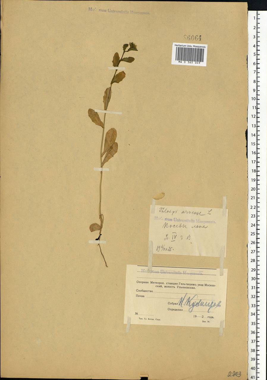 Thlaspi arvense L., Eastern Europe, Moscow region (E4a) (Russia)