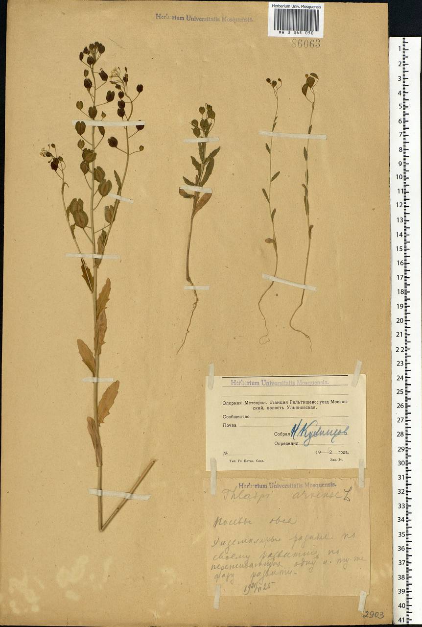 Thlaspi arvense L., Eastern Europe, Moscow region (E4a) (Russia)