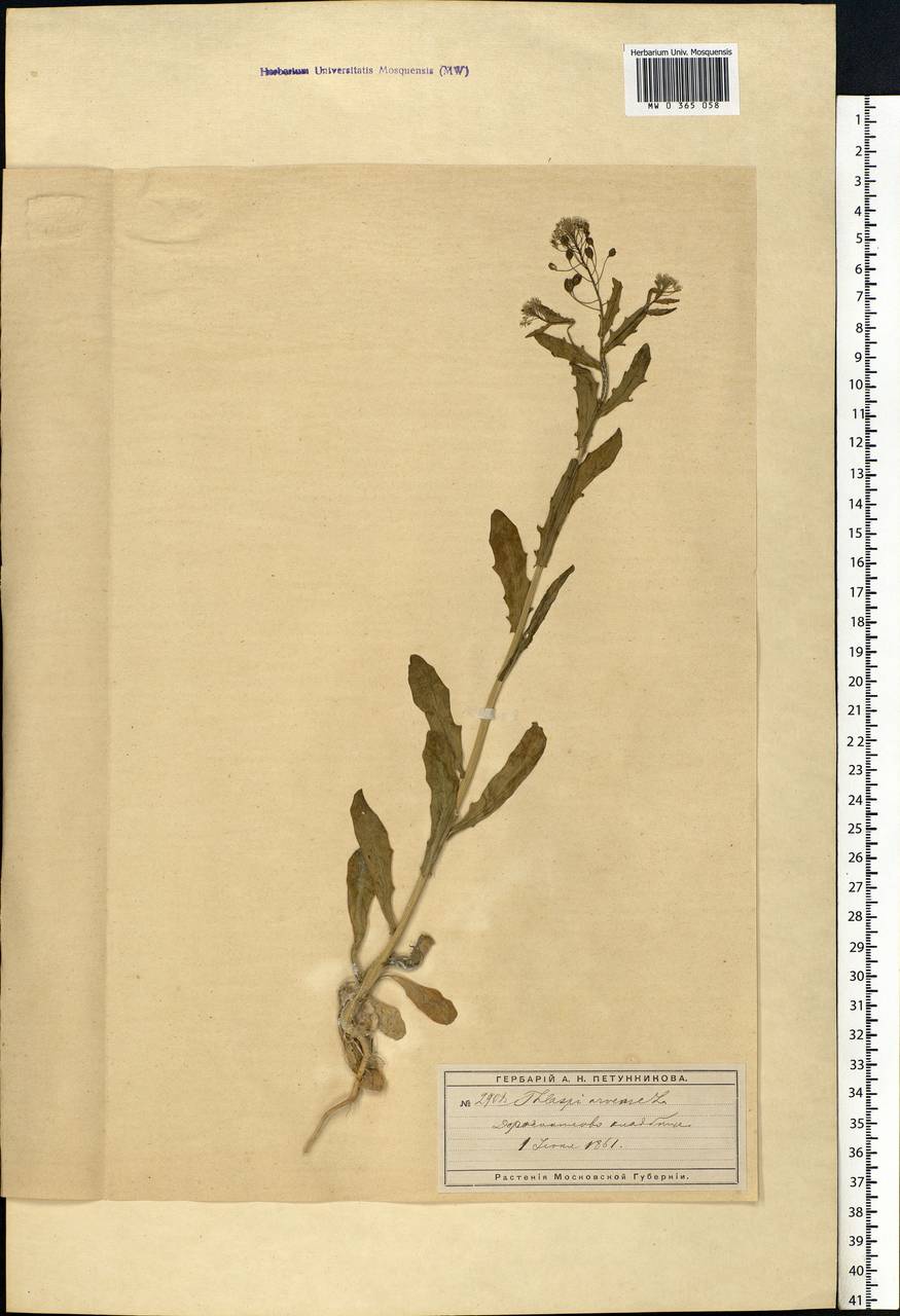 Thlaspi arvense L., Eastern Europe, Moscow region (E4a) (Russia)