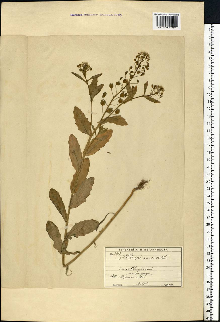 Thlaspi arvense L., Eastern Europe, Moscow region (E4a) (Russia)