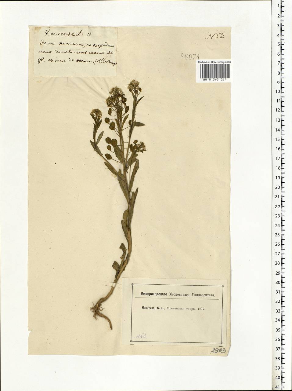 Thlaspi arvense L., Eastern Europe, Moscow region (E4a) (Russia)