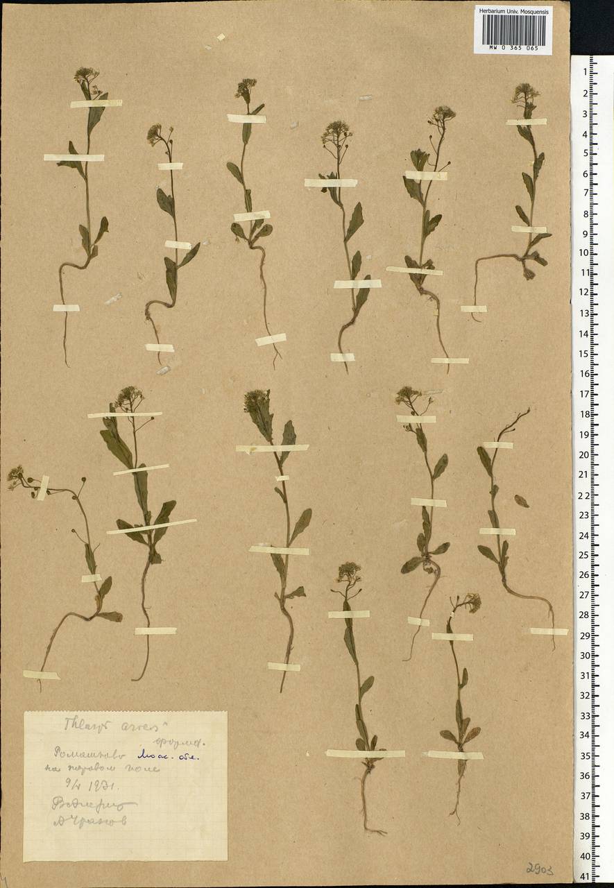 Thlaspi arvense L., Eastern Europe, Moscow region (E4a) (Russia)