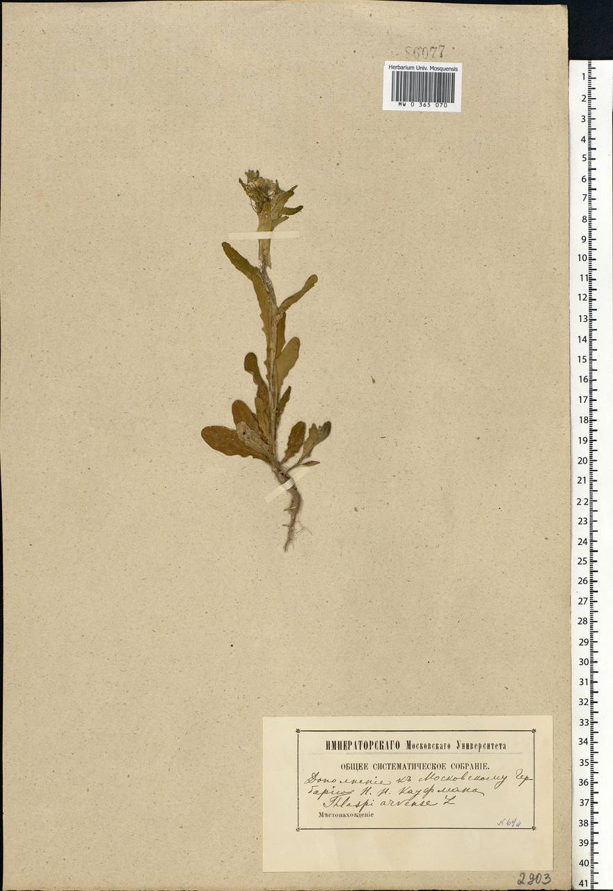 Thlaspi arvense L., Eastern Europe, Moscow region (E4a) (Russia)