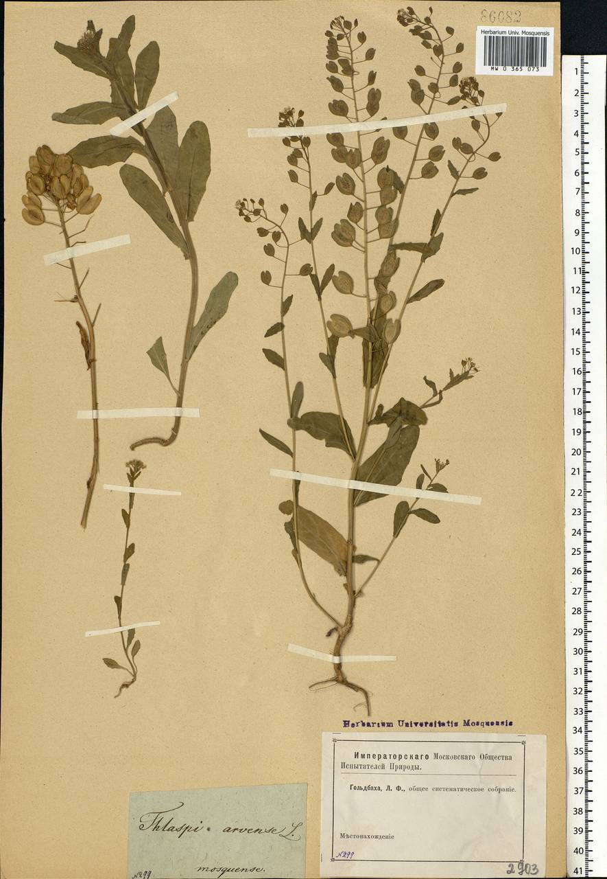 Thlaspi arvense L., Eastern Europe, Moscow region (E4a) (Russia)