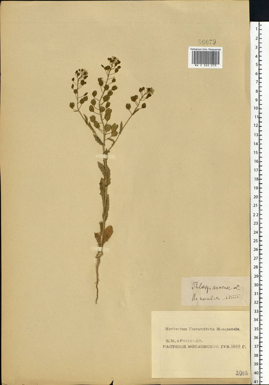 Thlaspi arvense L., Eastern Europe, Moscow region (E4a) (Russia)