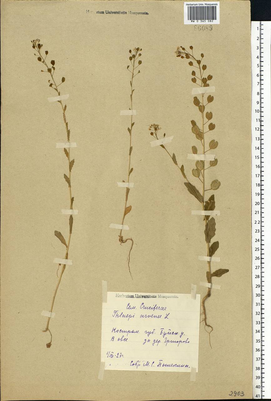 Thlaspi arvense L., Eastern Europe, Central forest region (E5) (Russia)