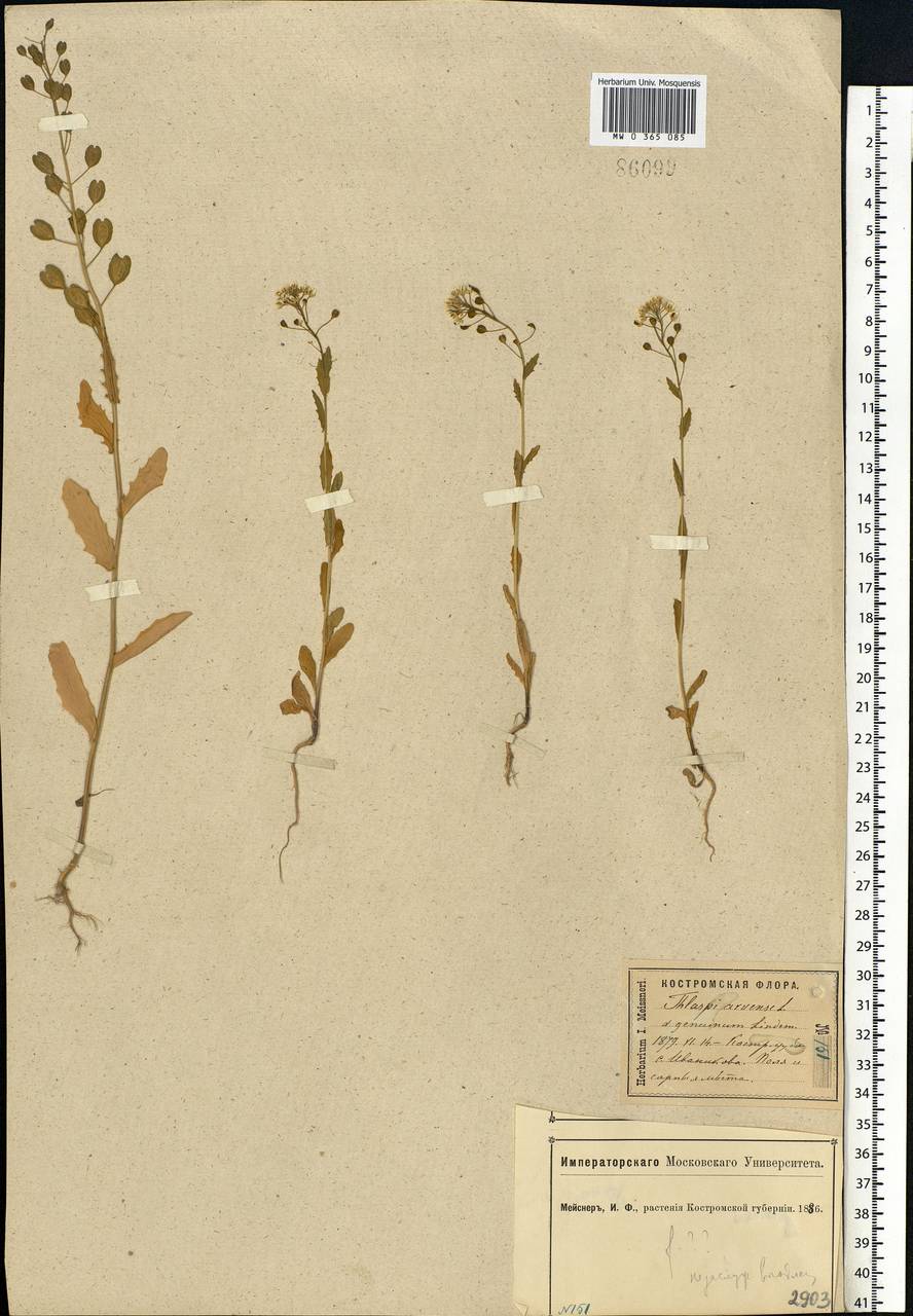 Thlaspi arvense L., Eastern Europe, Central forest region (E5) (Russia)