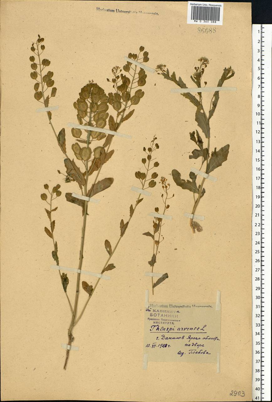 Thlaspi arvense L., Eastern Europe, Central forest region (E5) (Russia)