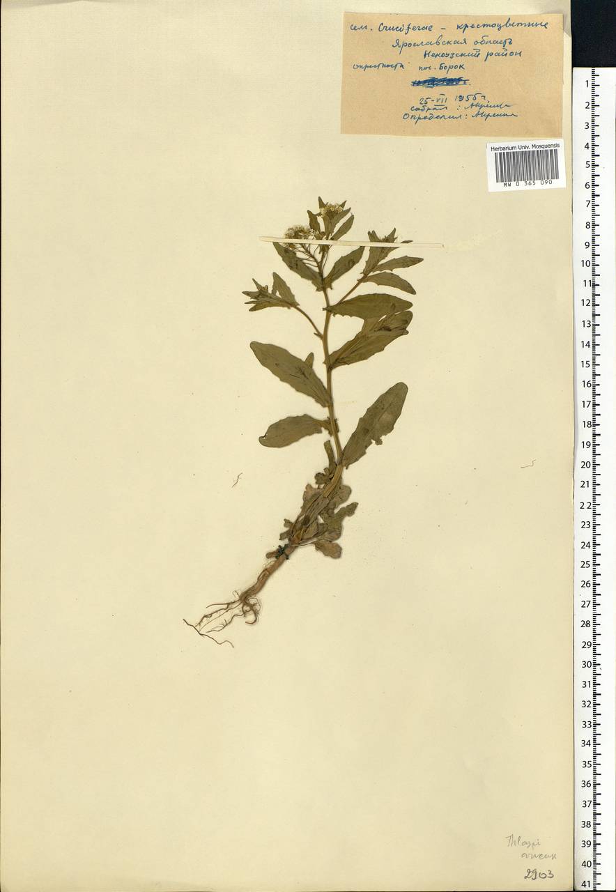 Thlaspi arvense L., Eastern Europe, Central forest region (E5) (Russia)