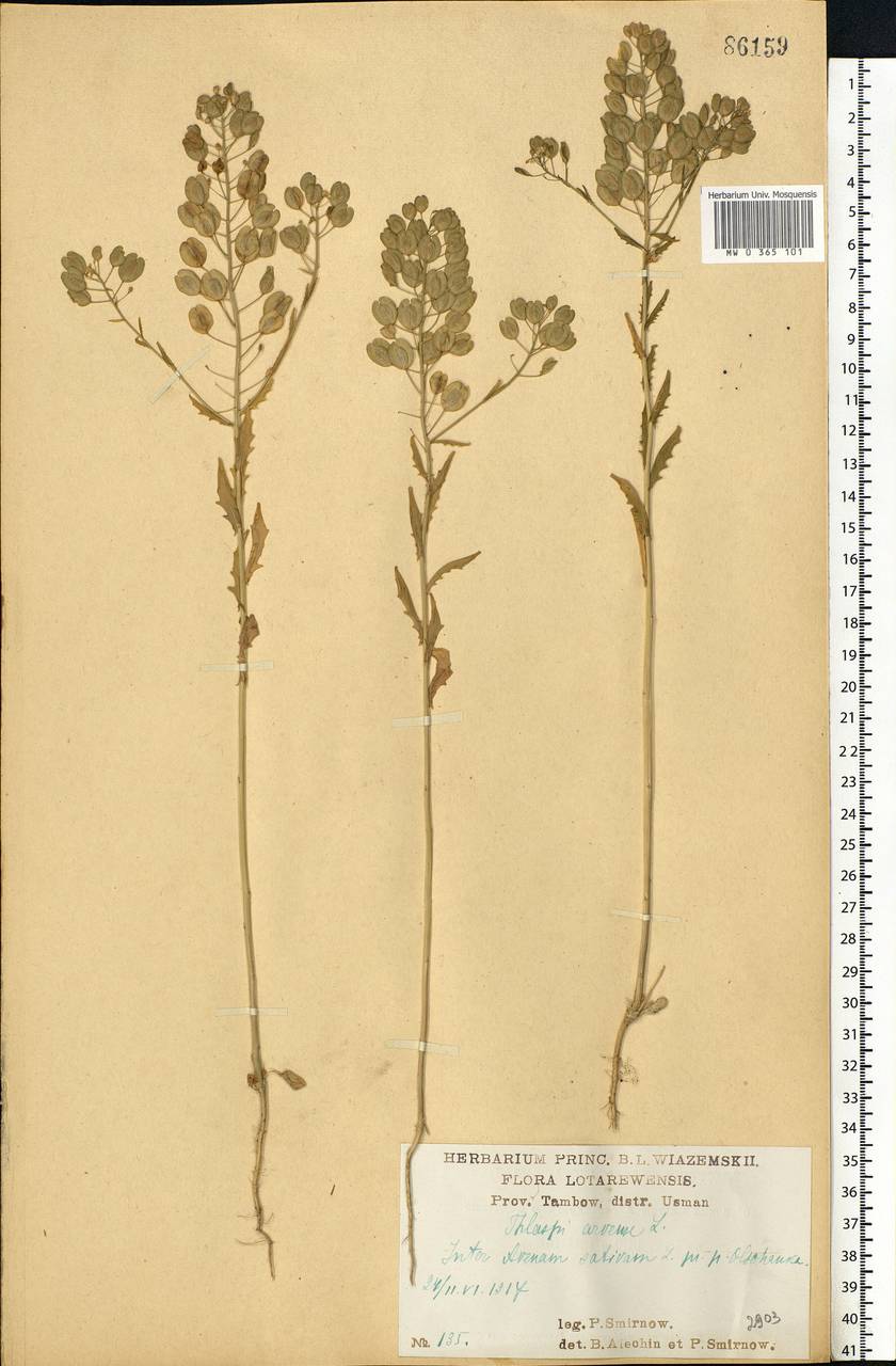 Thlaspi arvense L., Eastern Europe, Central forest-and-steppe region (E6) (Russia)