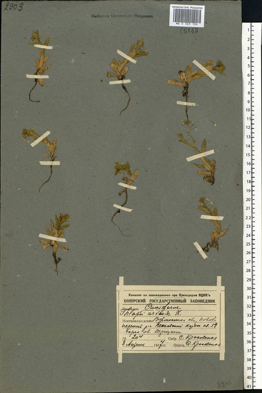 Thlaspi arvense L., Eastern Europe, Central forest-and-steppe region (E6) (Russia)