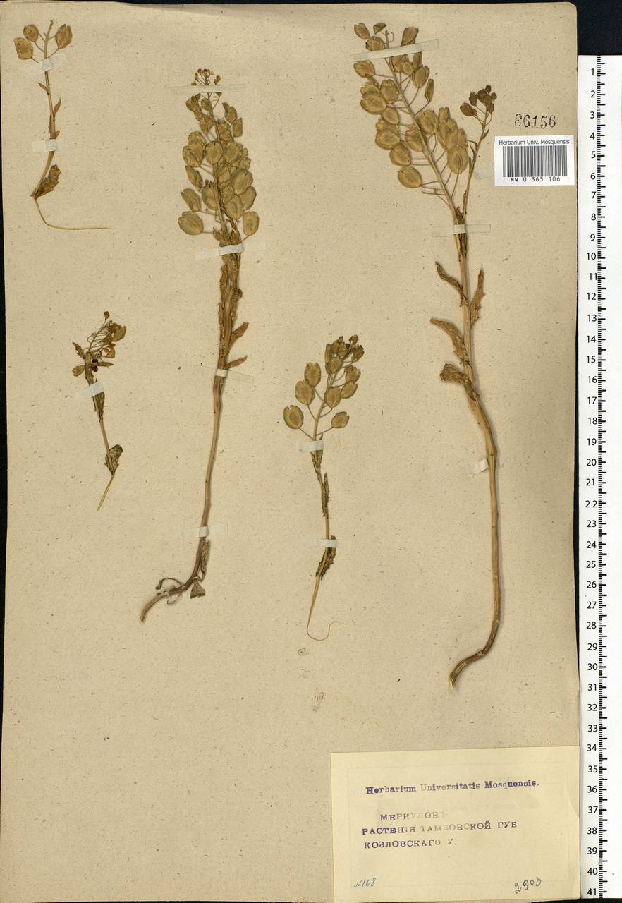 Thlaspi arvense L., Eastern Europe, Central forest-and-steppe region (E6) (Russia)