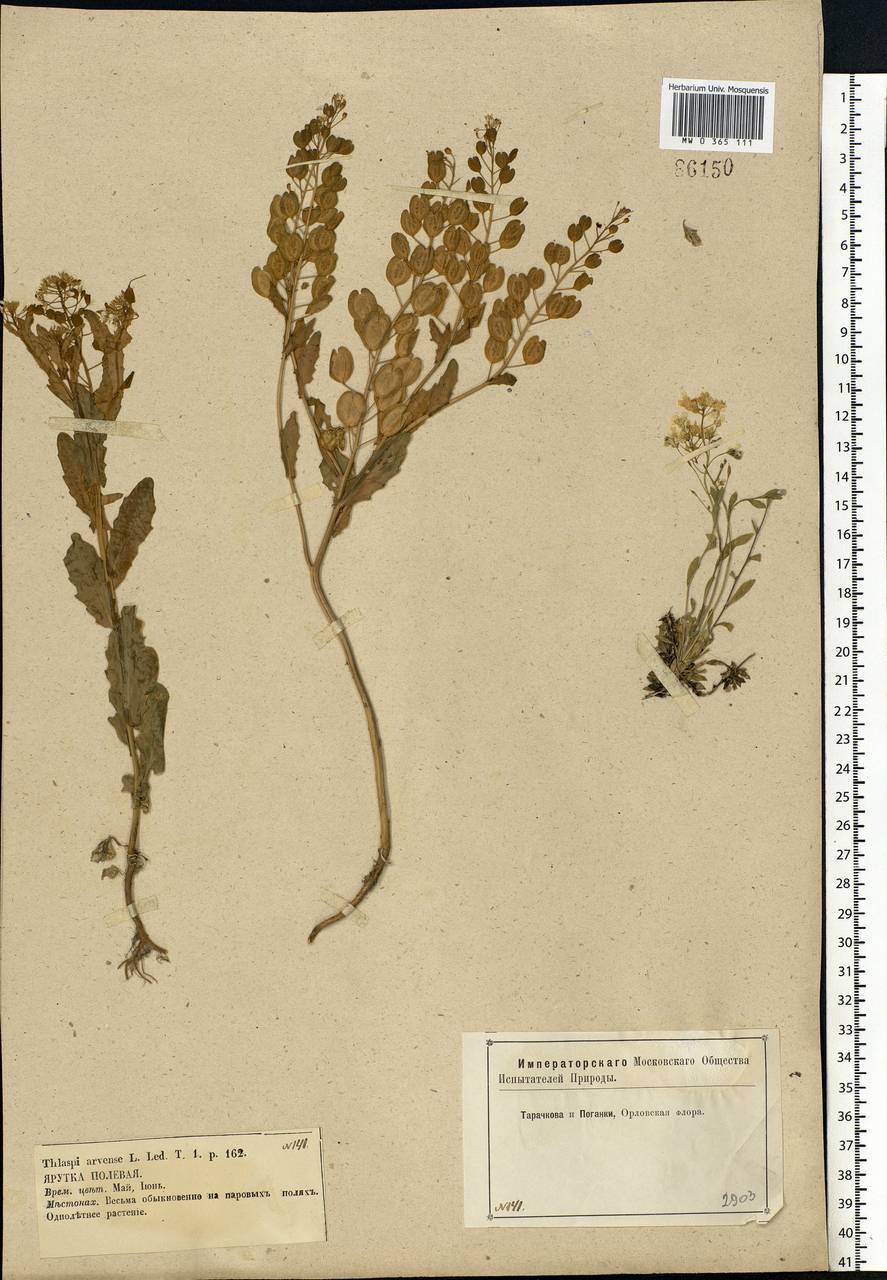 Thlaspi arvense L., Eastern Europe, Central forest-and-steppe region (E6) (Russia)