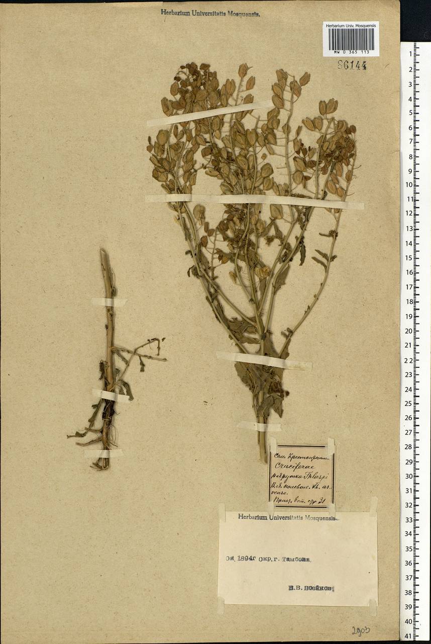 Thlaspi arvense L., Eastern Europe, Central forest-and-steppe region (E6) (Russia)