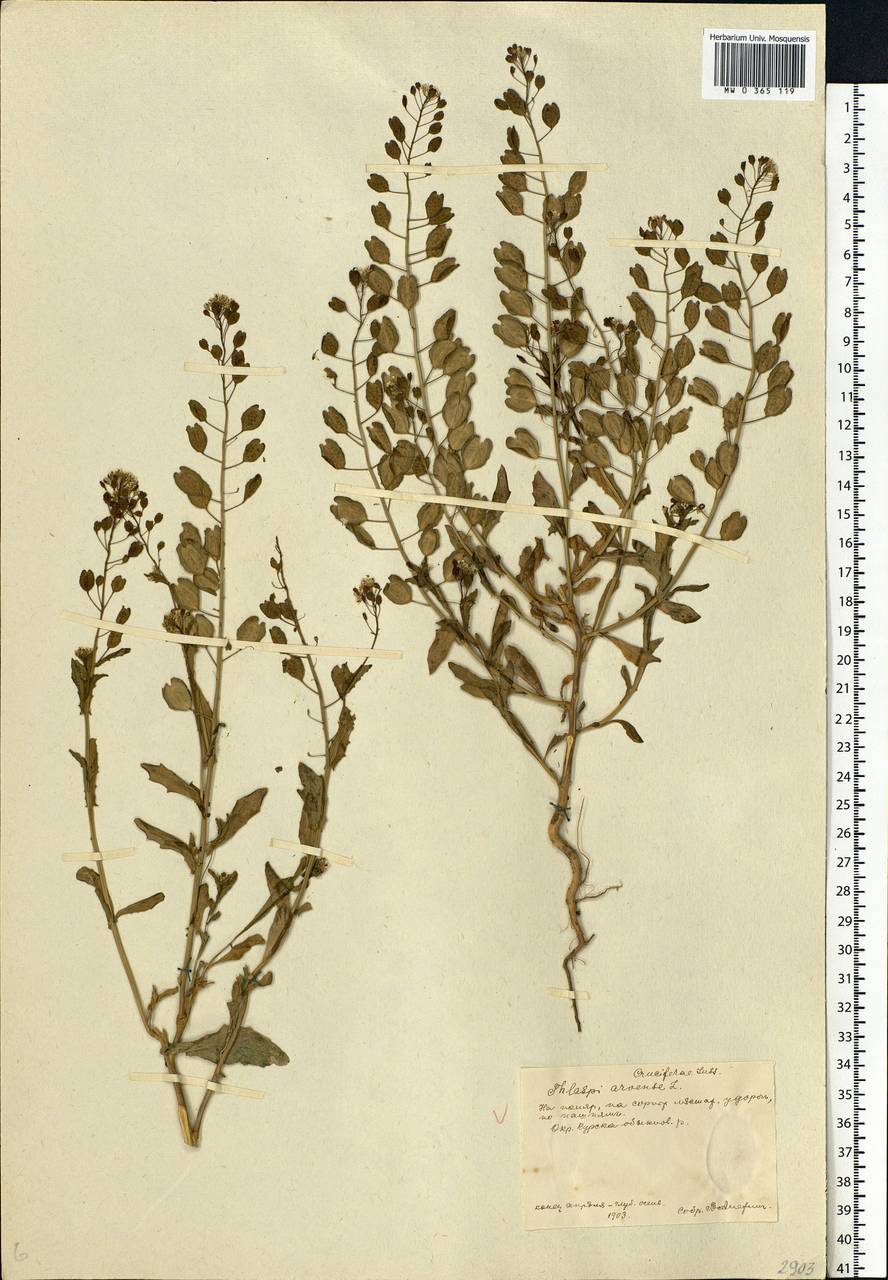 Thlaspi arvense L., Eastern Europe, Central forest-and-steppe region (E6) (Russia)