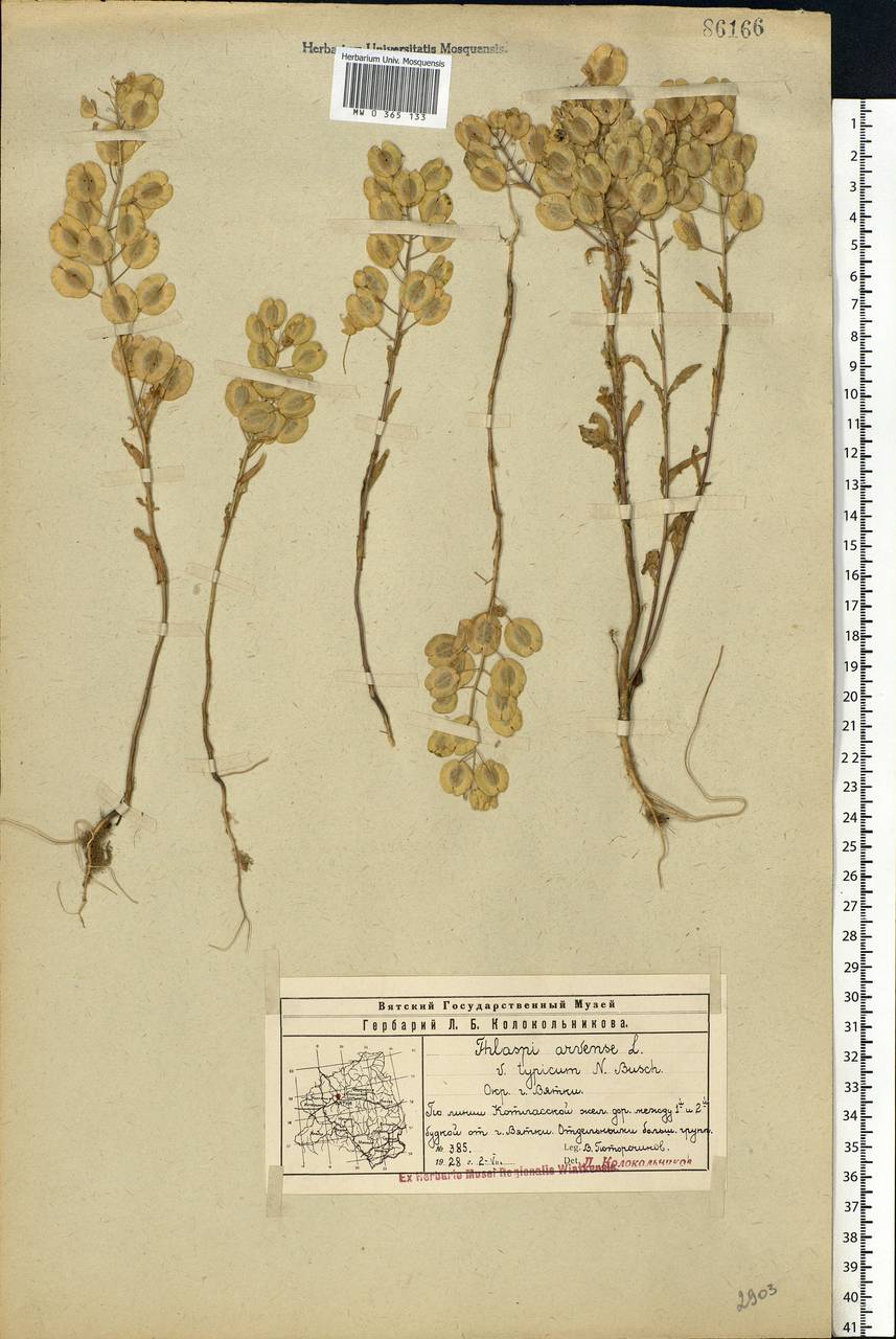 Thlaspi arvense L., Eastern Europe, Volga-Kama region (E7) (Russia)