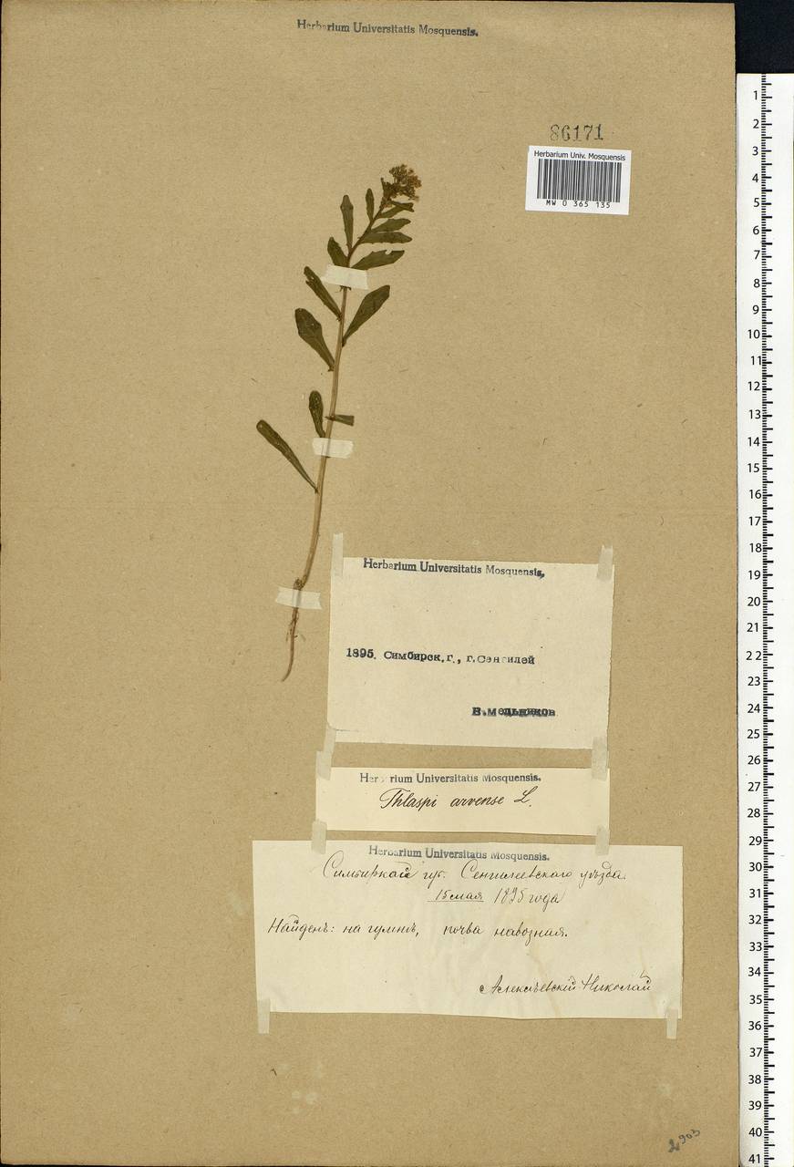 Thlaspi arvense L., Eastern Europe, Middle Volga region (E8) (Russia)