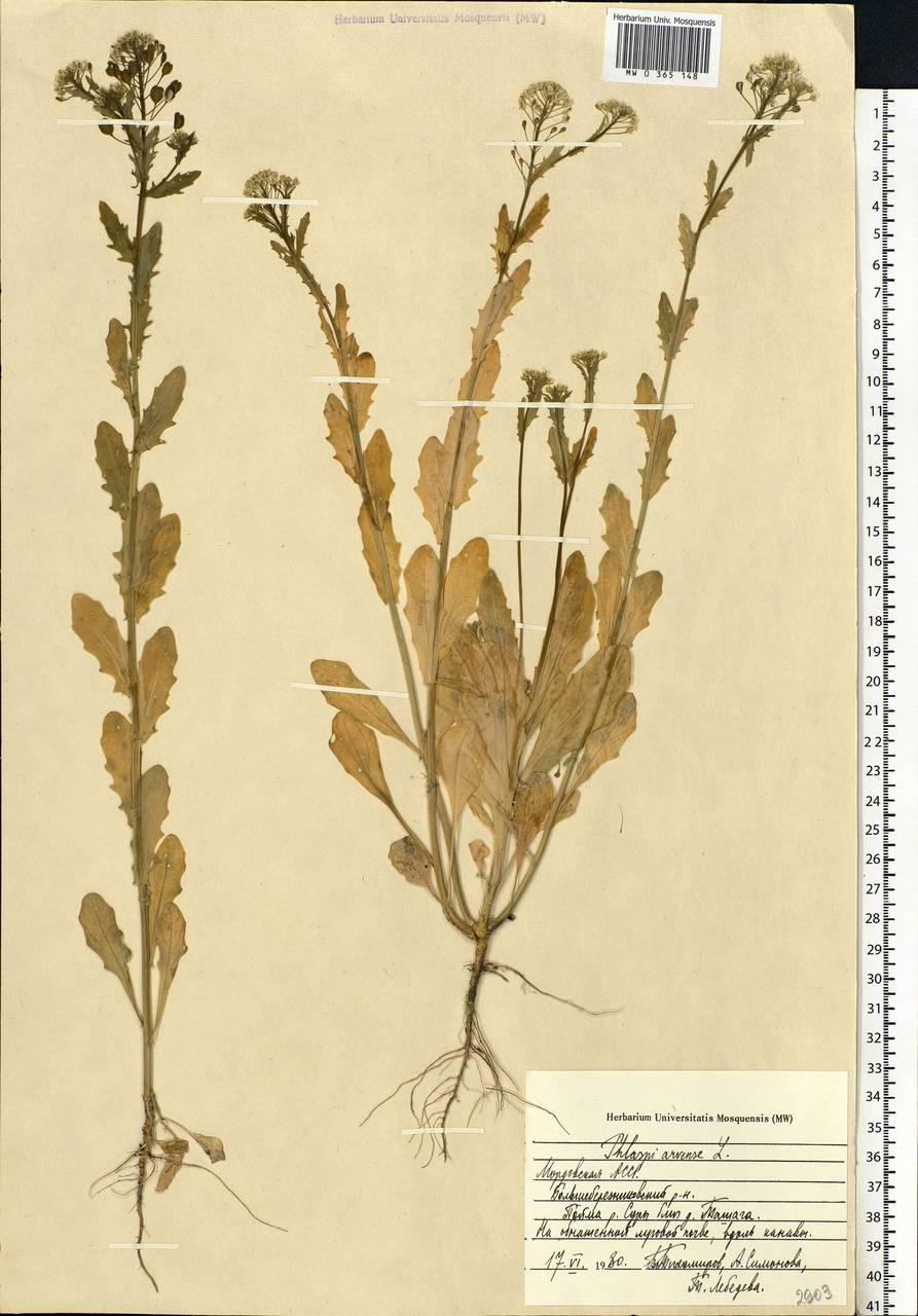 Thlaspi arvense L., Eastern Europe, Middle Volga region (E8) (Russia)