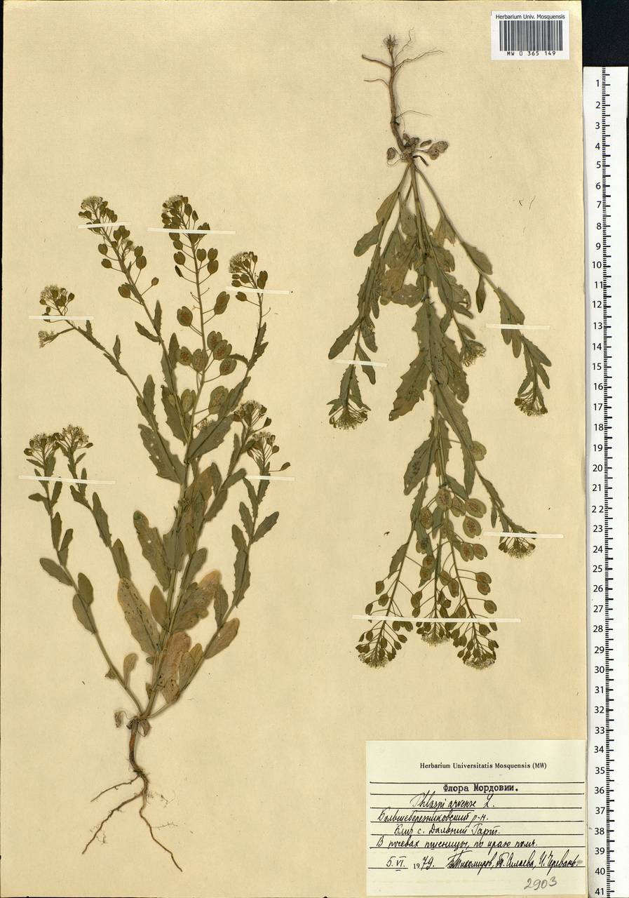 Thlaspi arvense L., Eastern Europe, Middle Volga region (E8) (Russia)