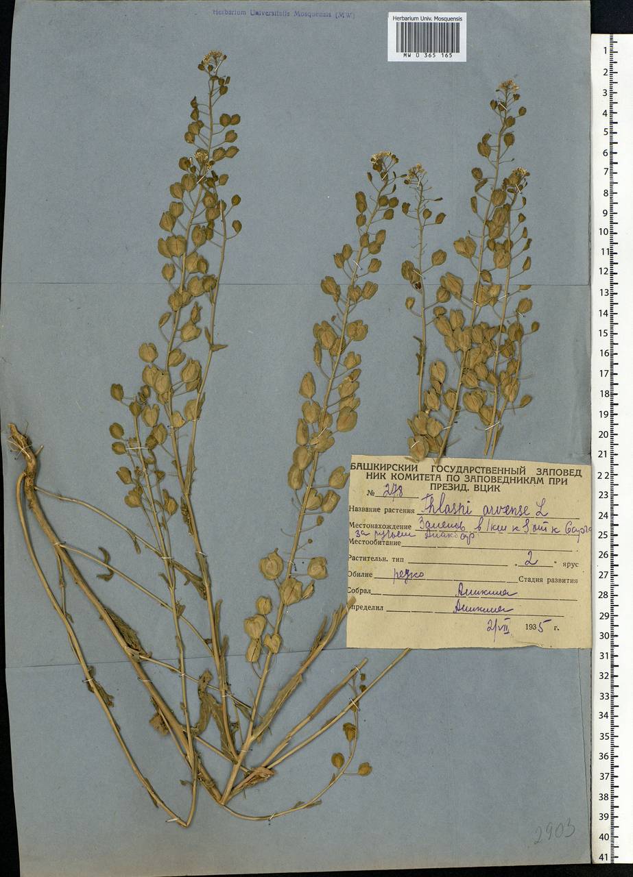 Thlaspi arvense L., Eastern Europe, Eastern region (E10) (Russia)
