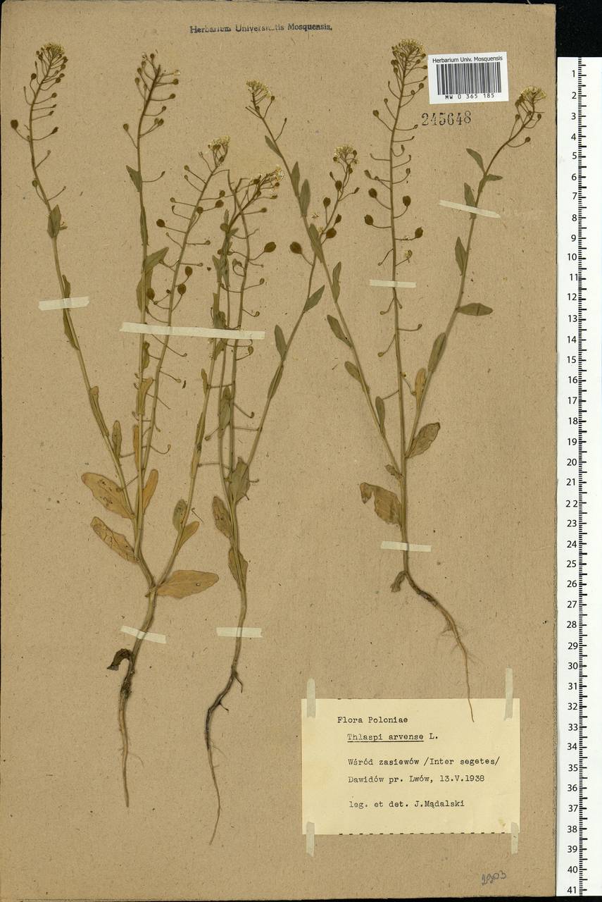 Thlaspi arvense L., Eastern Europe, West Ukrainian region (E13) (Ukraine)