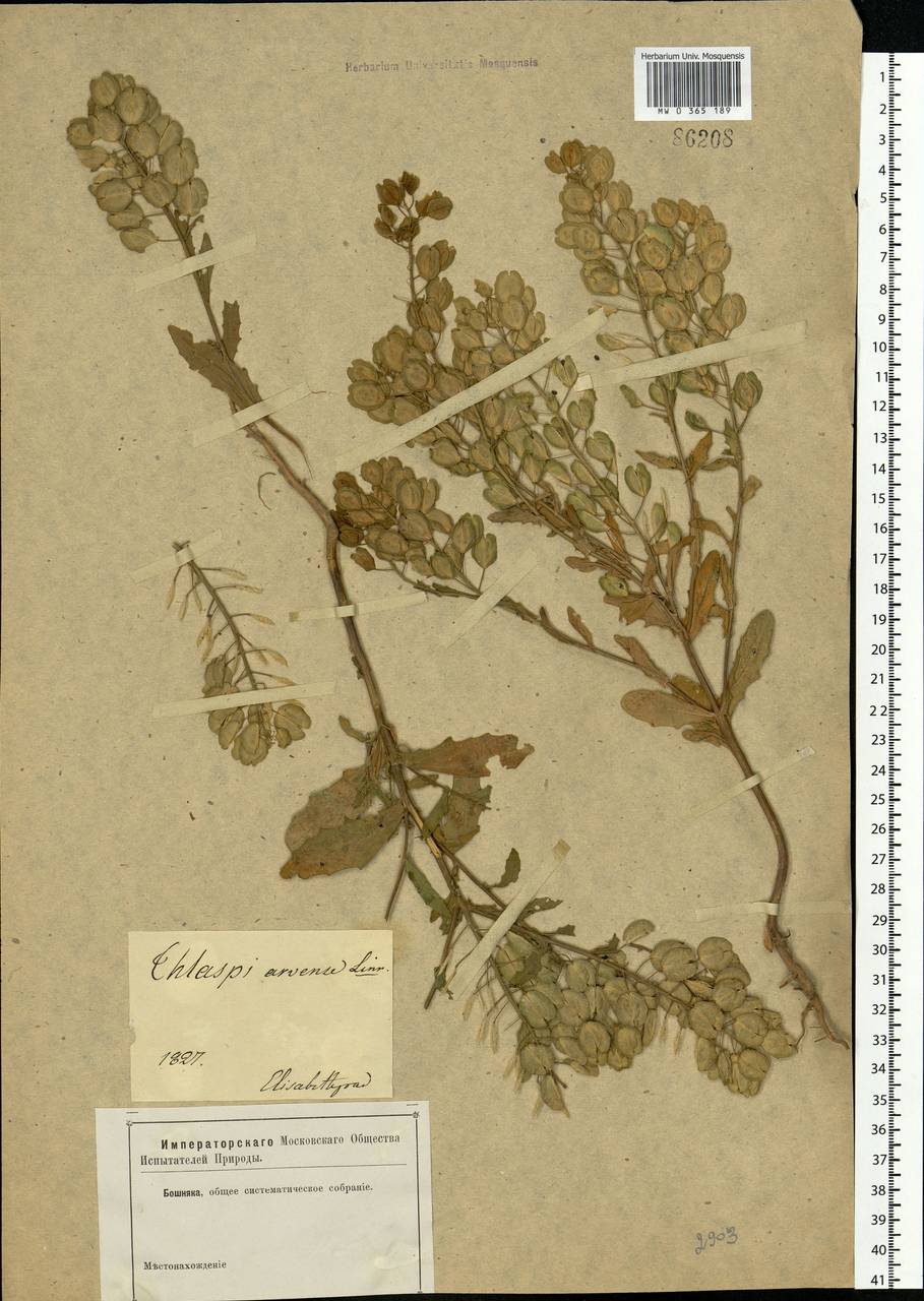Thlaspi arvense L., Eastern Europe, South Ukrainian region (E12) (Ukraine)
