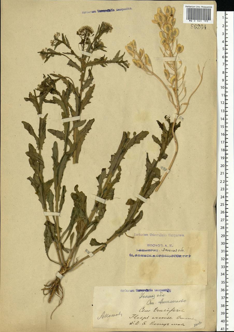 Thlaspi arvense L., Eastern Europe, Lower Volga region (E9) (Russia)