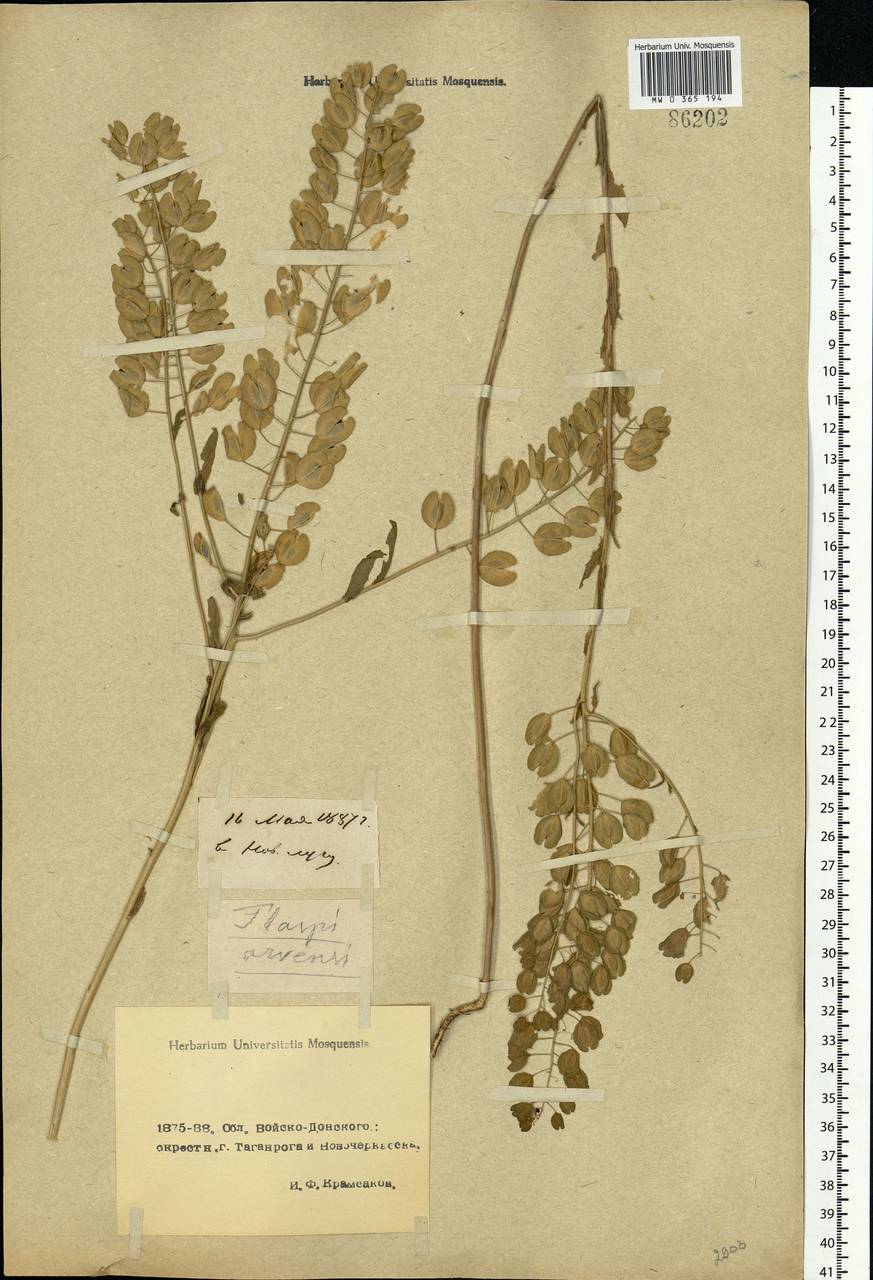 Thlaspi arvense L., Eastern Europe, Rostov Oblast (E12a) (Russia)