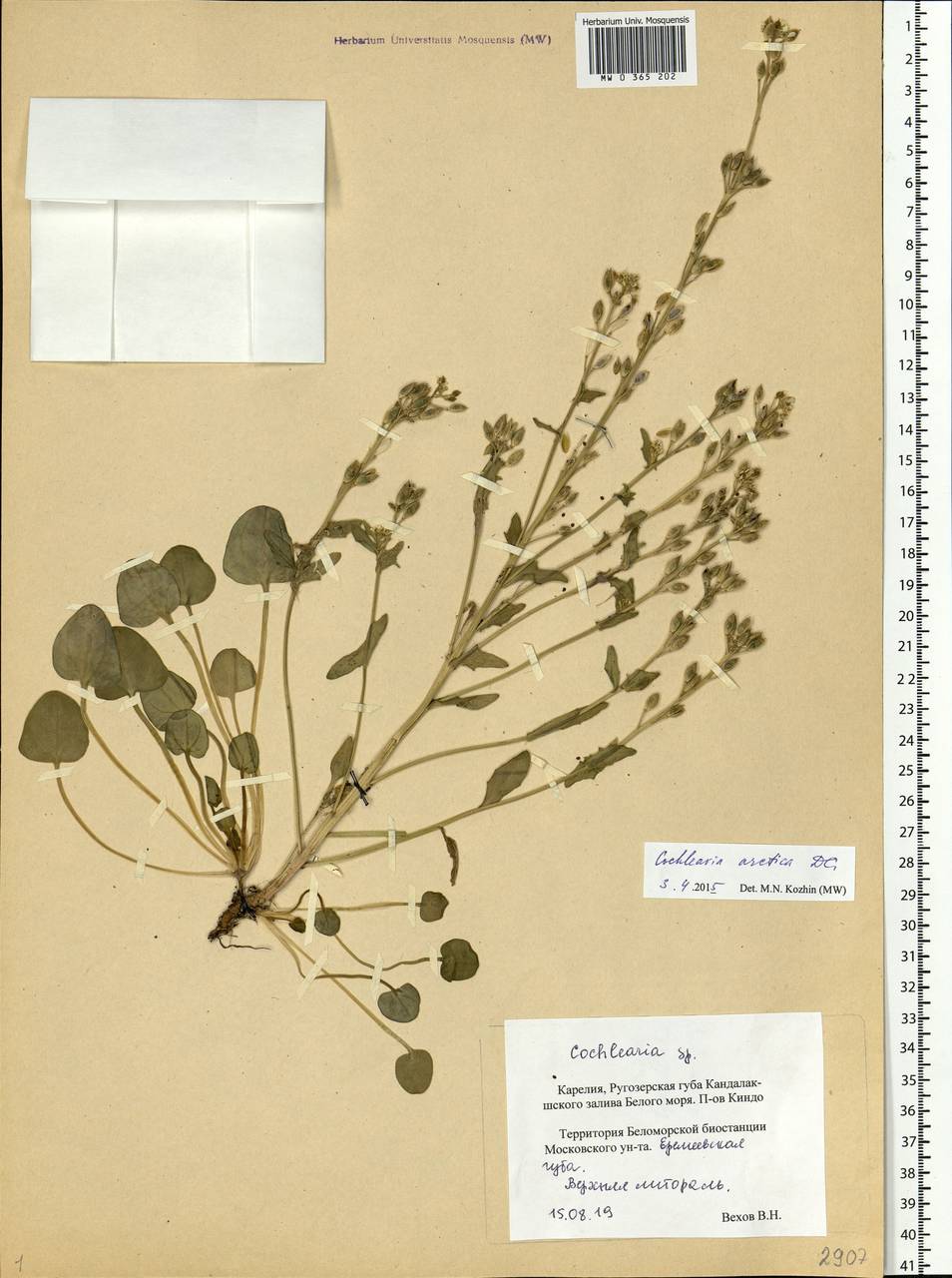 Cochlearia groenlandica L., Eastern Europe, Northern region (E1) (Russia)