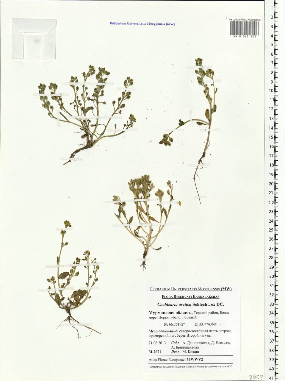 Cochlearia groenlandica L., Eastern Europe, Northern region (E1) (Russia)